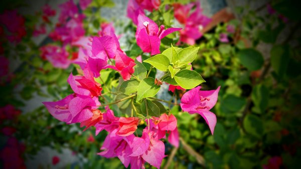 Dc4 marché public : tout savoir sur la déclaration de sous-traitance