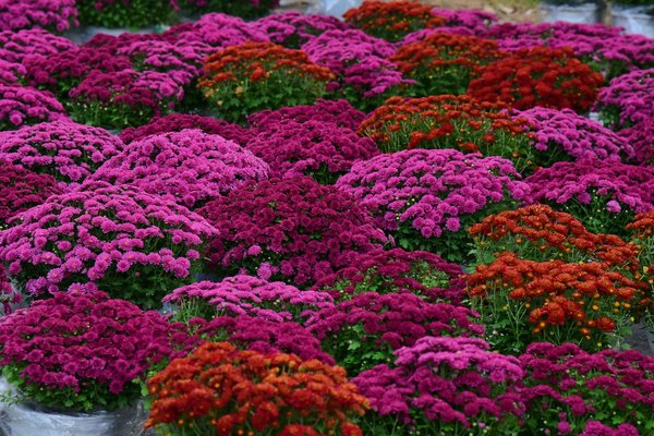 Linge de lit satin de coton : le luxe accessible à tous